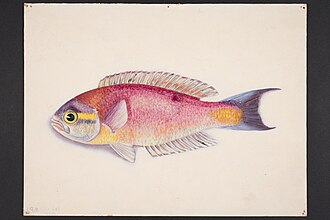 ภาพ ปลา australis (Callanthias australis)