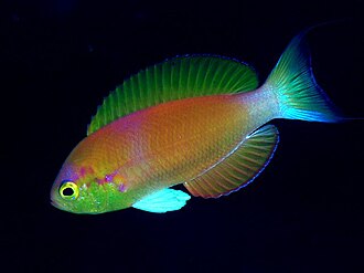 ภาพ ปลา japonicus (Callanthias japonicus)
