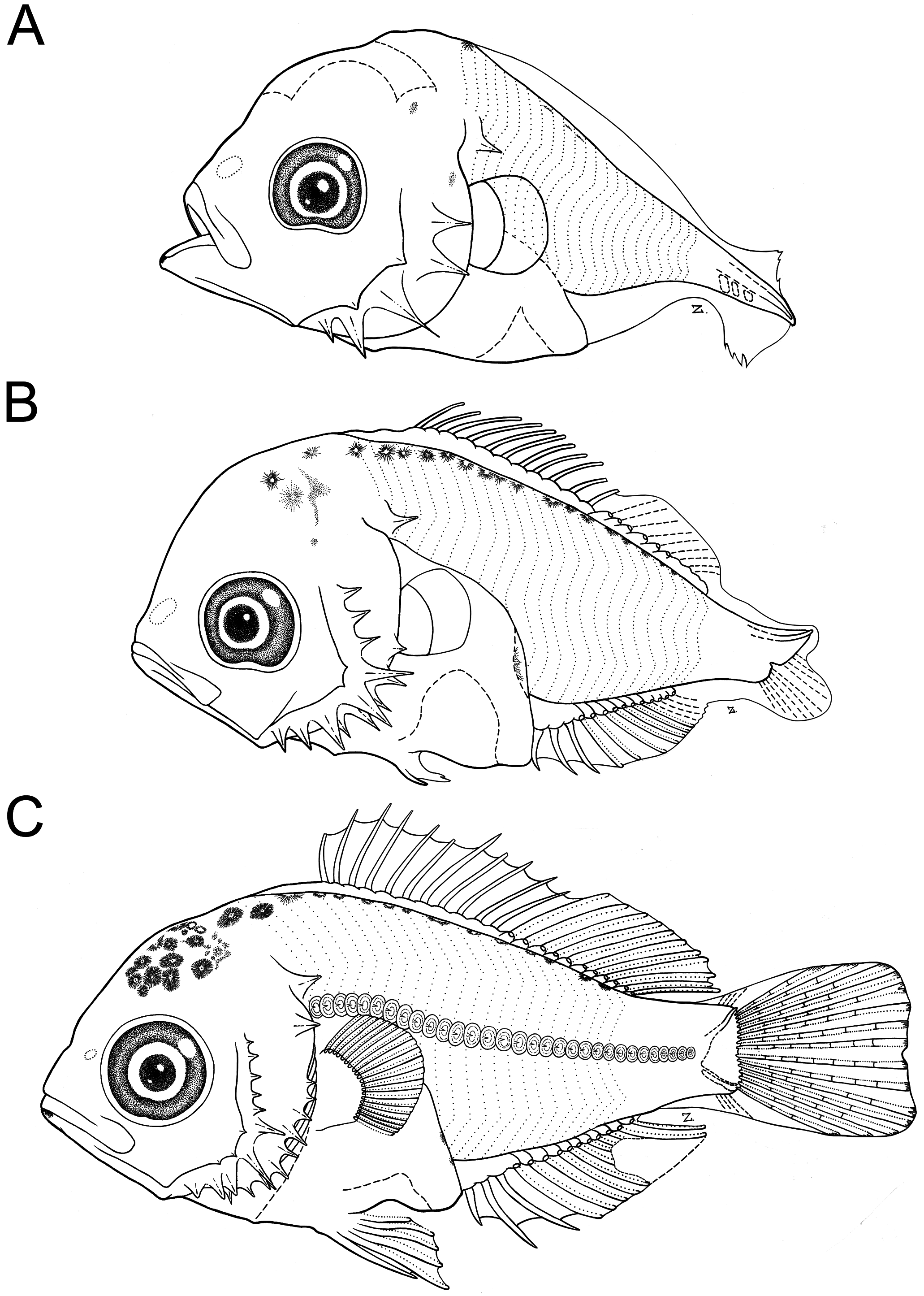 ภาพ ปลา platei (Callanthias platei)