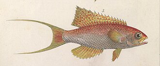 ภาพ ปลา ruber (Callanthias ruber)