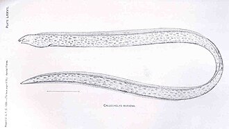 ภาพ ปลา muraena (Callechelys muraena)