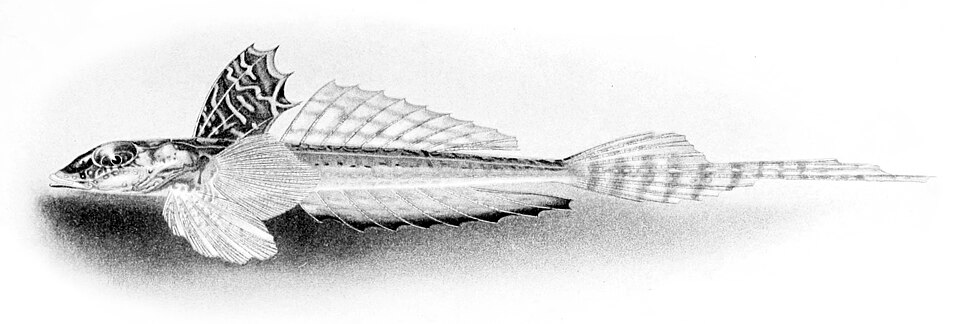 ภาพ ปลามังกรน้อยจุดฟ้า (Callionymus caeruleonotatus)