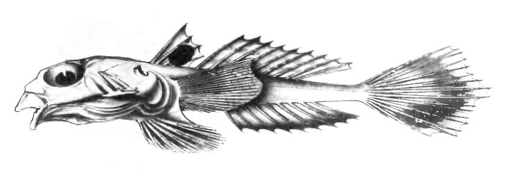 ภาพ ปลามังกรน้อยอินเดียน้ำลึก (Callionymus carebares)