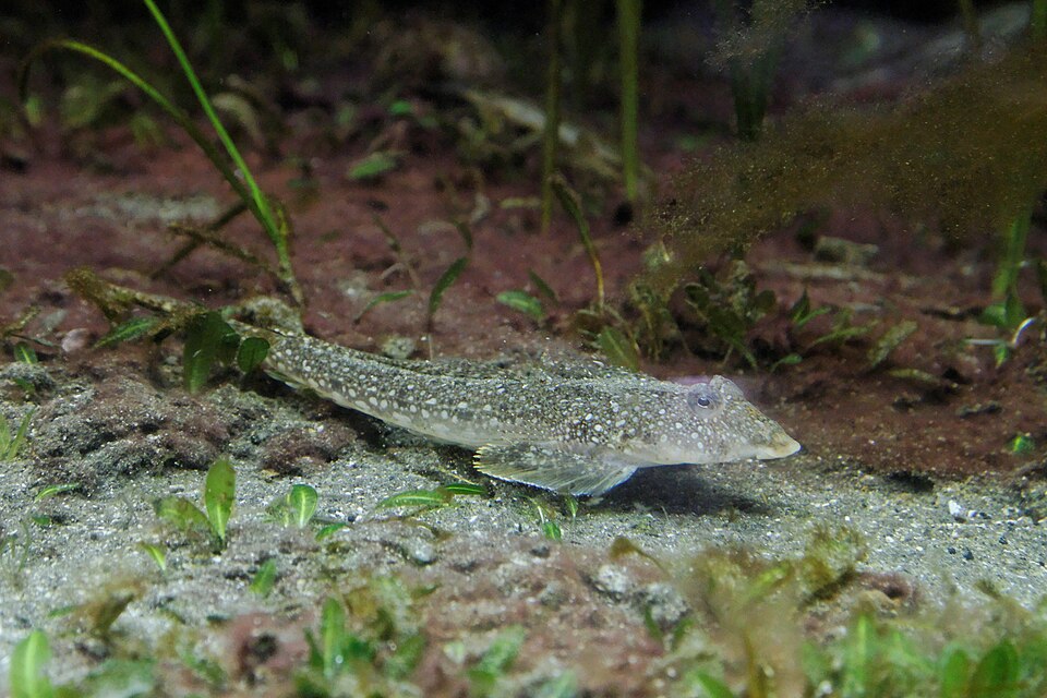 ภาพ ปลามังกรน้อยเขา (Callionymus curvicornis)