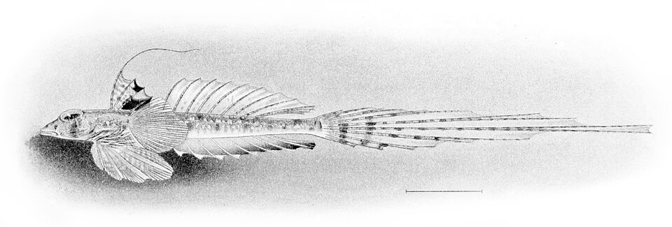 ภาพ ปลามังกรน้อย decoratus (Callionymus decoratus)
