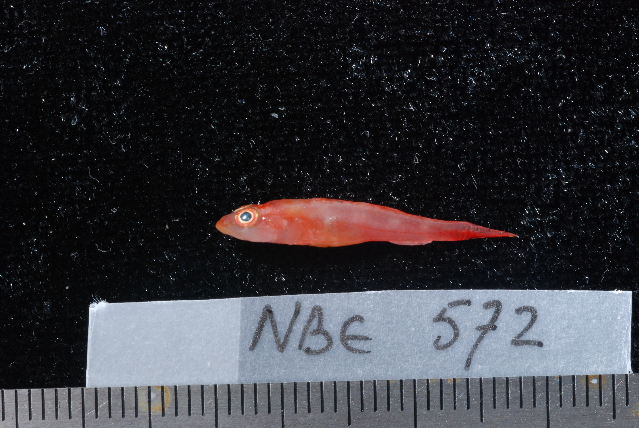 ภาพ ปลามังกรน้อย delicatulus (Callionymus delicatulus)