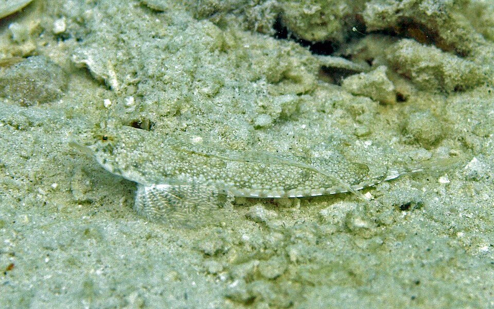 ภาพ ปลามังกรน้อยธรรมดา (Callionymus enneactis)