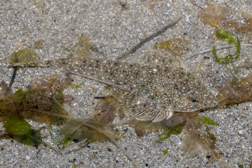 ภาพ ปลามังกรน้อย erythraeus (Callionymus erythraeus)