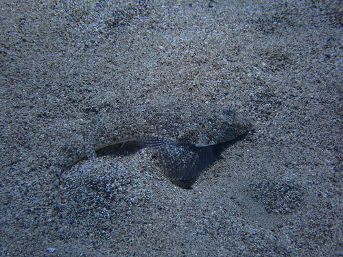 ภาพ ปลามังกรน้อยครีบเส้น (Callionymus filamentosus)