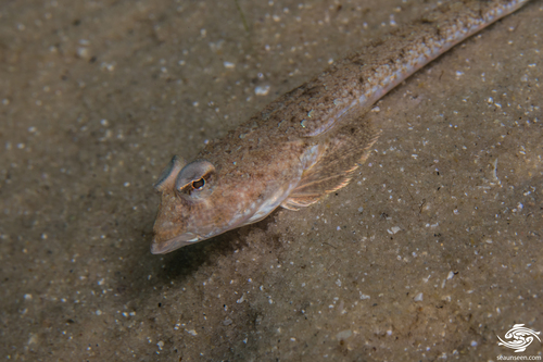 ภาพ ปลามังกรน้อย gardineri (Callionymus gardineri)
