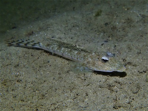 ภาพ ปลามังกรน้อย goodladi (Callionymus goodladi)
