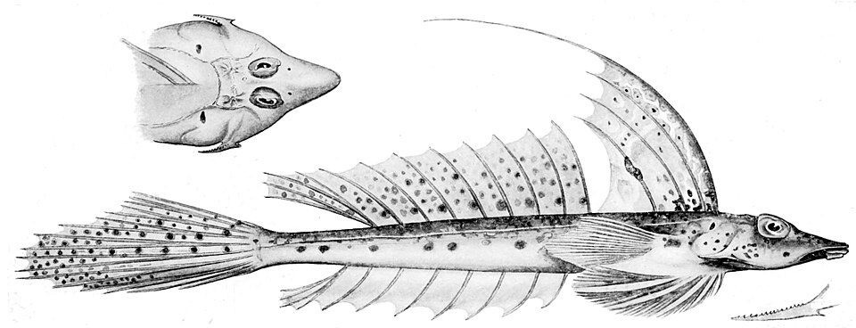 ภาพ ปลามังกรน้อย grossi (Callionymus grossi)