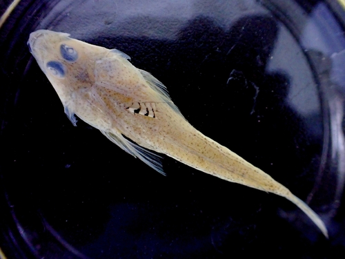 ภาพ ปลามังกรน้อย hindsii (Callionymus hindsii)
