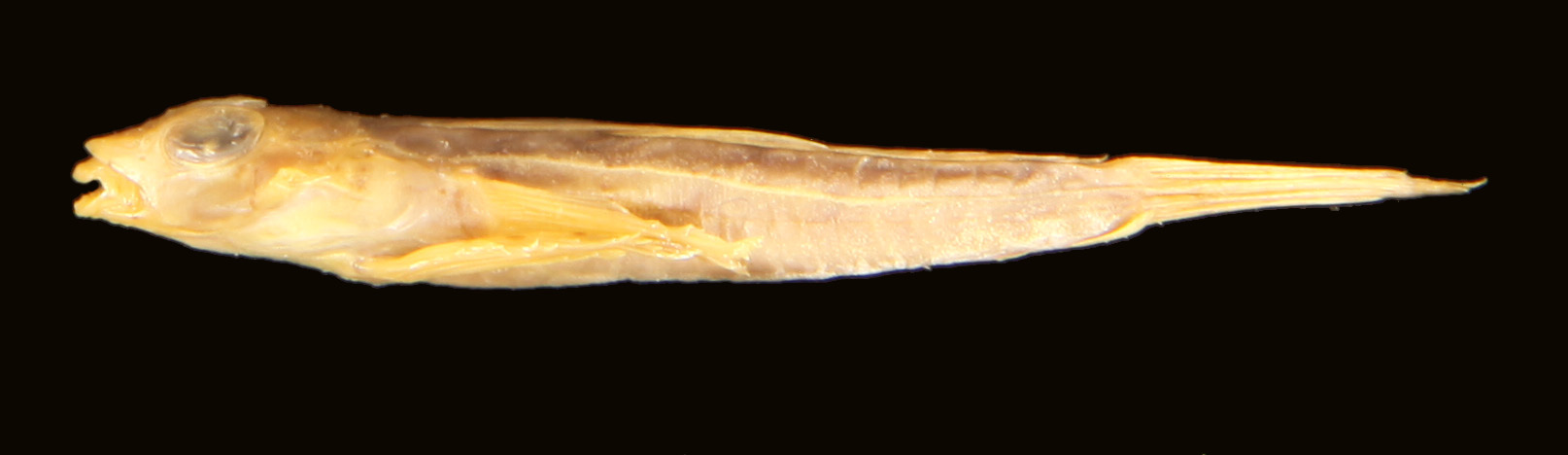 ภาพ ปลามังกรน้อย hudsoni (Callionymus hudsoni)