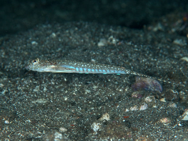ภาพ ปลามังกรน้อย izuensis (Callionymus izuensis)