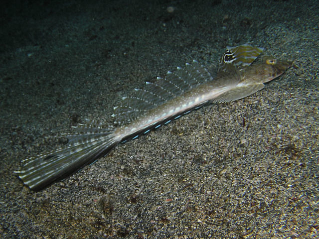 ภาพ ปลามังกรน้อยญี่ปุ่น (Callionymus japonicus)
