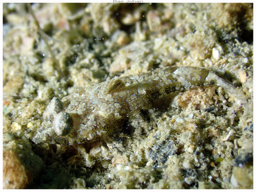 ภาพ ปลามังกรน้อย keeleyi (Callionymus keeleyi)