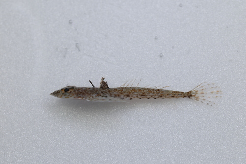 ภาพ ปลามังกรน้อยเกาหลี (Callionymus leucopoecilus)