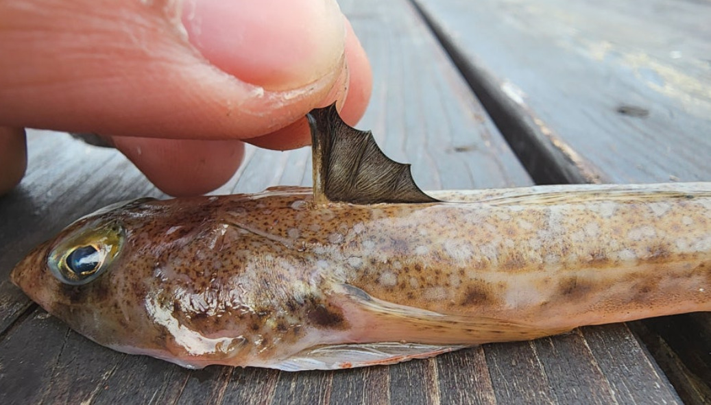 ภาพ ปลามังกรน้อย lunatus (Callionymus lunatus)