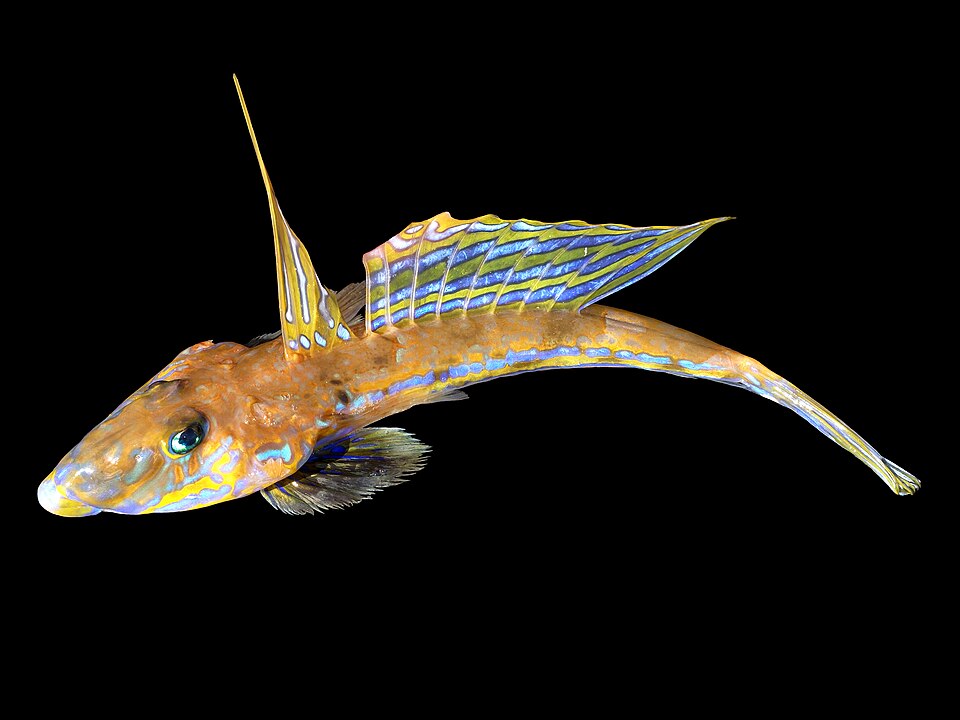 ภาพ ปลามังกรน้อย lyra (Callionymus lyra)