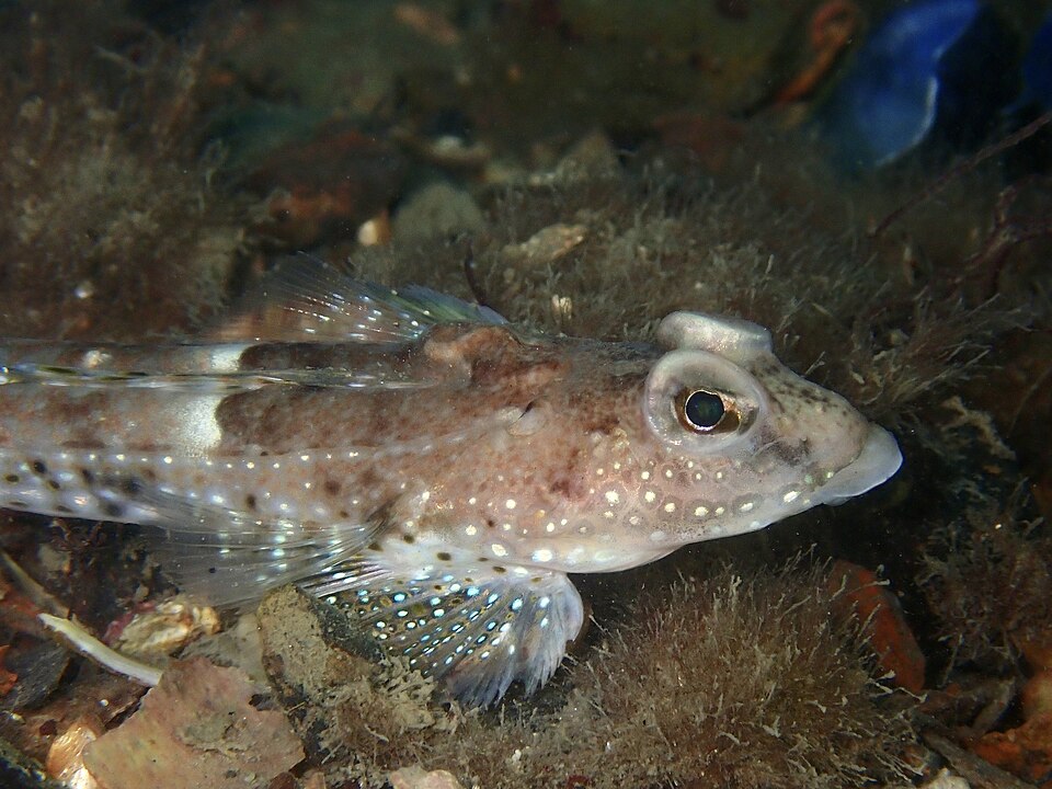 ภาพ ปลามังกรน้อยลายจุด (Callionymus maculatus)