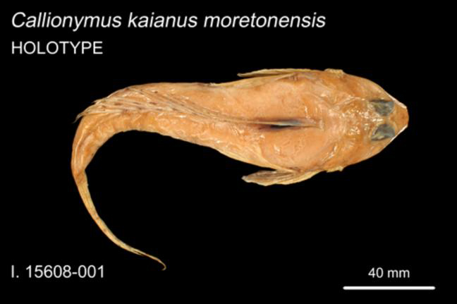ภาพ ปลามังกรน้อย moretonensis (Callionymus moretonensis)