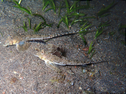 ภาพ ปลามังกรน้อย neptunius (Callionymus neptunius)