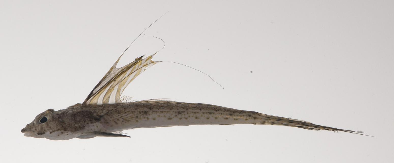 ภาพ ปลามังกรน้อย octostigmatus (Callionymus octostigmatus)