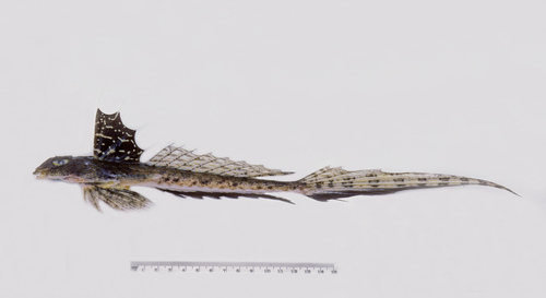 ภาพ ปลามังกรน้อย ogilbyi (Callionymus ogilbyi)
