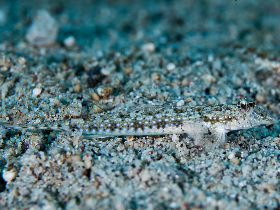 ภาพ ปลามังกรน้อย pleurostictus (Callionymus pleurostictus)