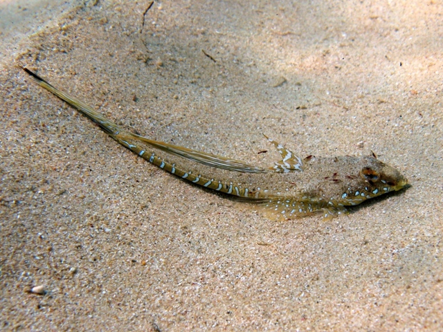 ภาพ ปลามังกรน้อยครีบใบเรือ (Callionymus pusillus)