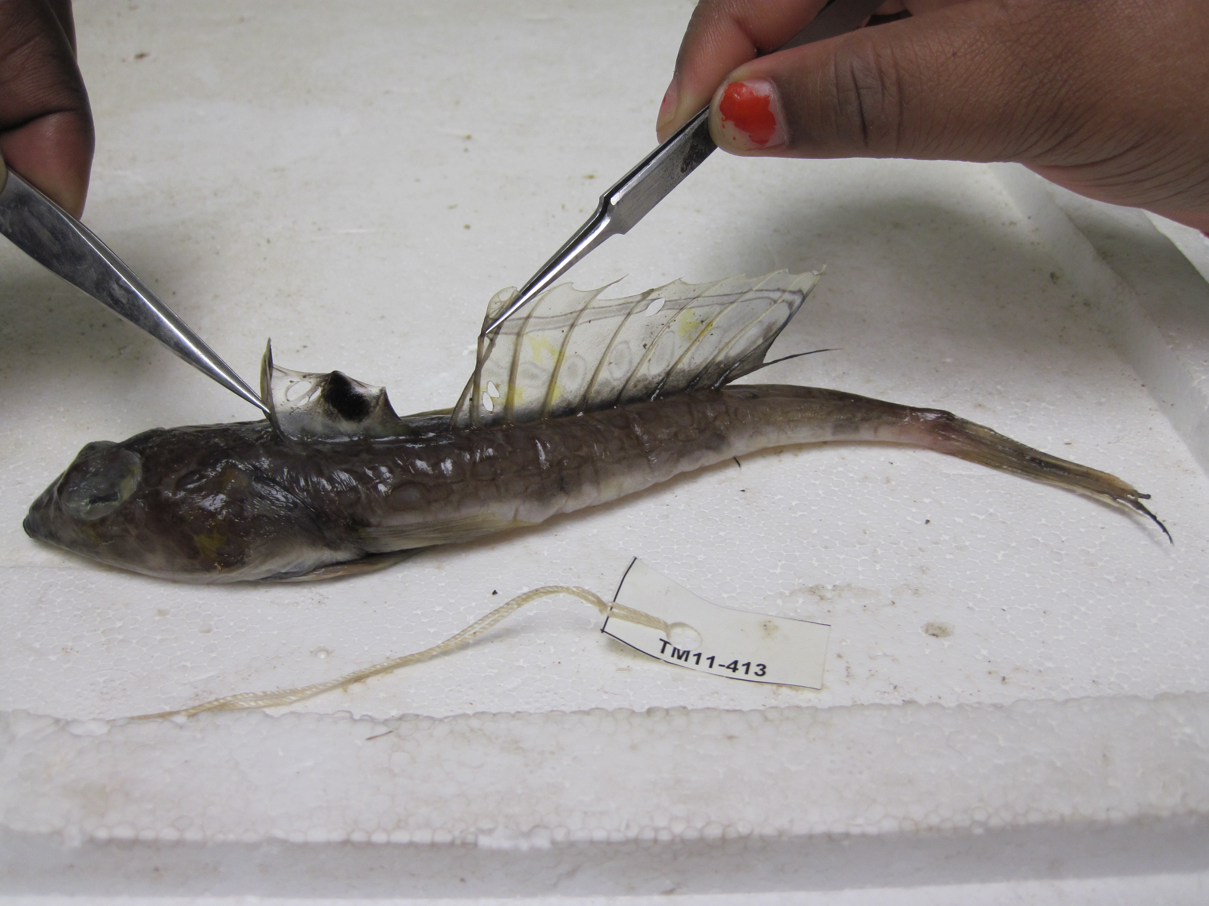 ภาพ ปลามังกรน้อย regani (Callionymus regani)