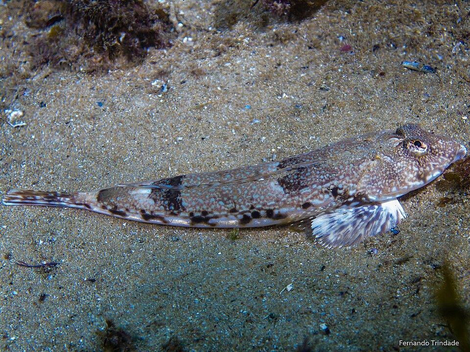 ภาพ ปลามังกรน้อยลายตาข่าย (Callionymus reticulatus)