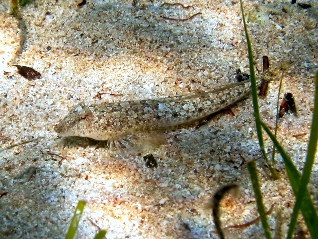 ภาพ ปลามังกรน้อย risso (Callionymus risso)