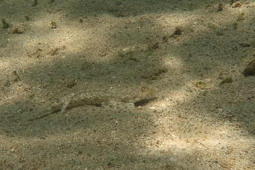 ภาพ ปลามังกรน้อย rivatoni (Callionymus rivatoni)