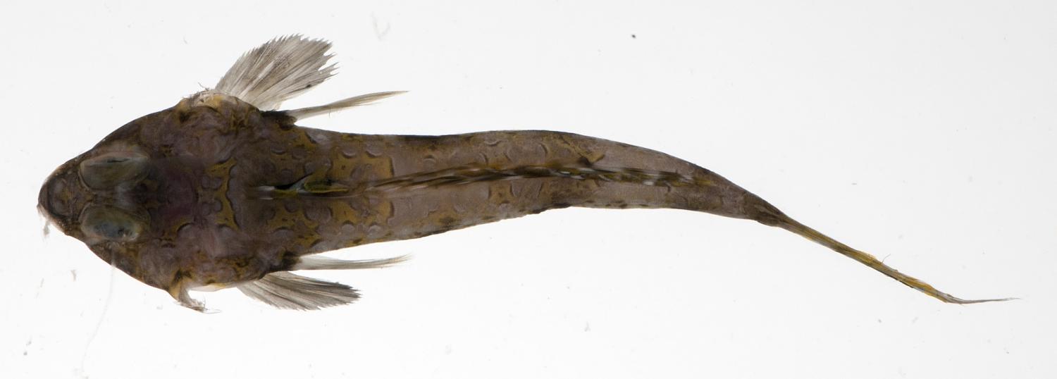 ภาพ ปลามังกรน้อย russelli (Callionymus russelli)
