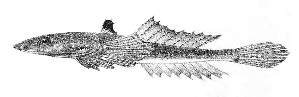 ภาพ ปลามังกรน้อยครีบดำ (Callionymus sagitta)
