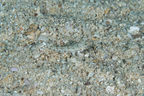ภาพ ปลามังกรน้อยหนาม (Callionymus simplicicornis)