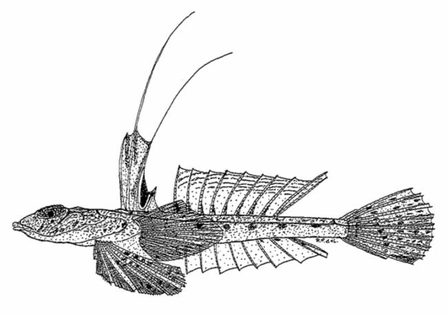 ภาพ ปลามังกรน้อย sphinx (Callionymus sphinx)