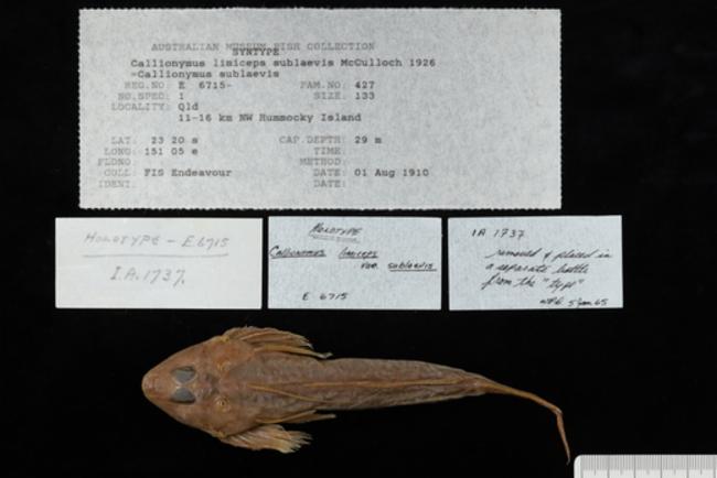 ภาพ ปลามังกรน้อย sublaevis (Callionymus sublaevis)
