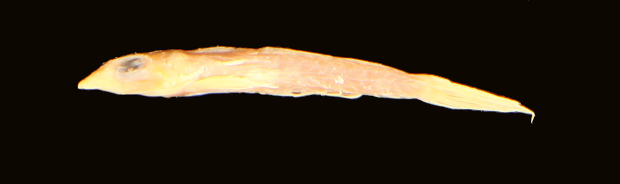 ภาพ ปลามังกรน้อยจิ๋ว (Callionymus tenuis)