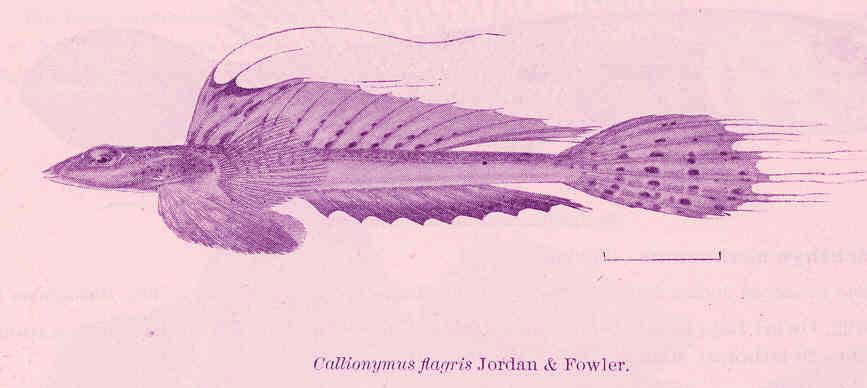 ภาพ ปลามังกรน้อย valenciennei (Callionymus valenciennei)