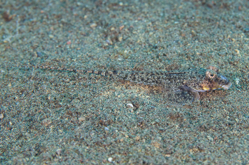 ภาพ ปลามังกรน้อย zythros (Callionymus zythros)