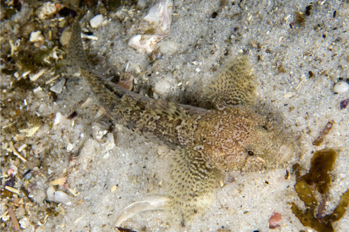 ภาพ ปลาบู่บู่ (Callogobius depressus)