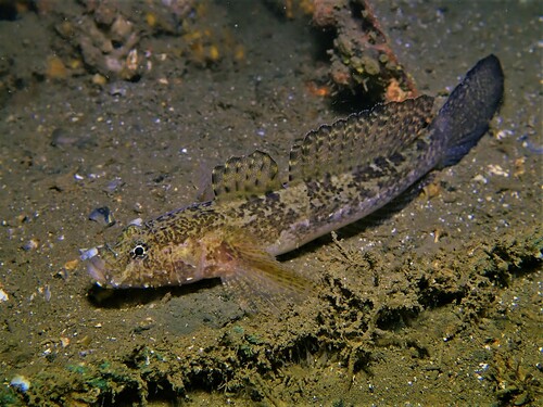 ภาพ ปลาบู่บู่ (Callogobius mucosus)