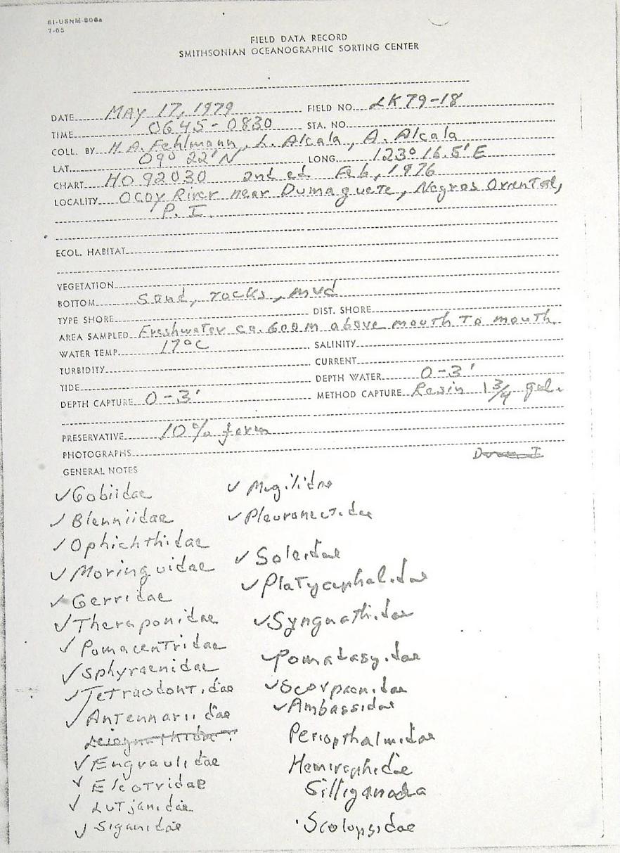 ภาพ ปลาบู่บู่ (Callogobius producta)