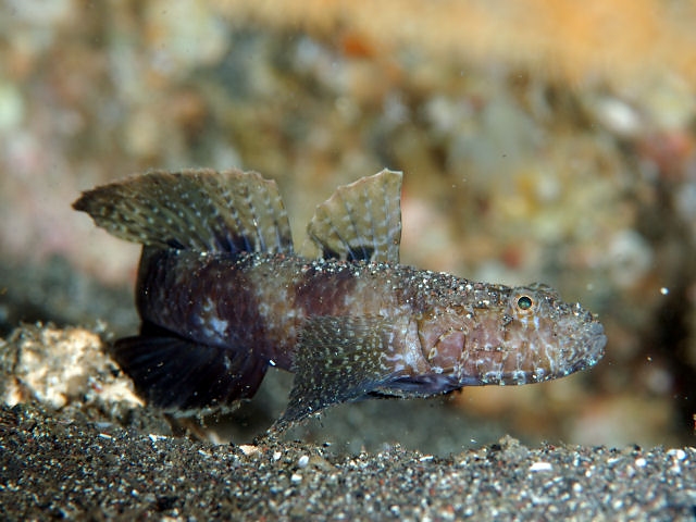 ภาพ ปลาบู่คล้ำบู่ (Callogobius snelliusi)