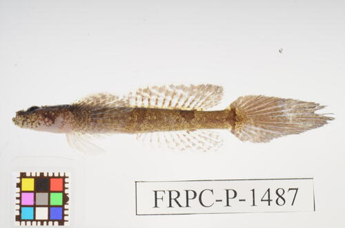 ภาพ ปลาบู่หูช้าง (Callogobius tanegasimae)