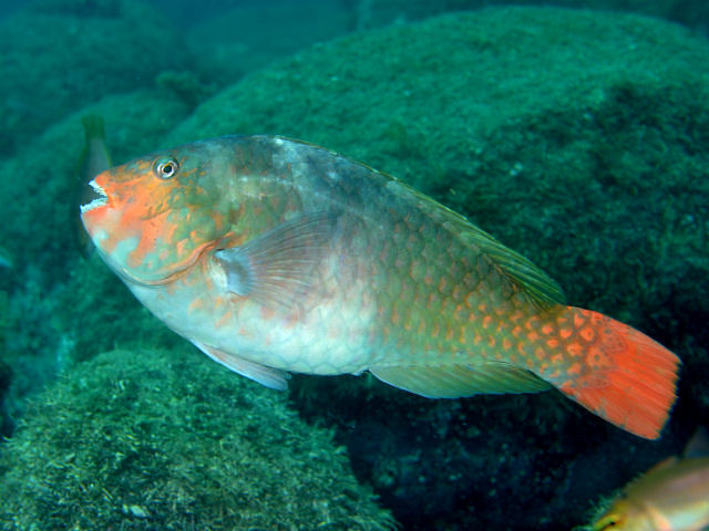 ภาพ ปลานกแก้วญี่ปุ่น (Calotomus japonicus)