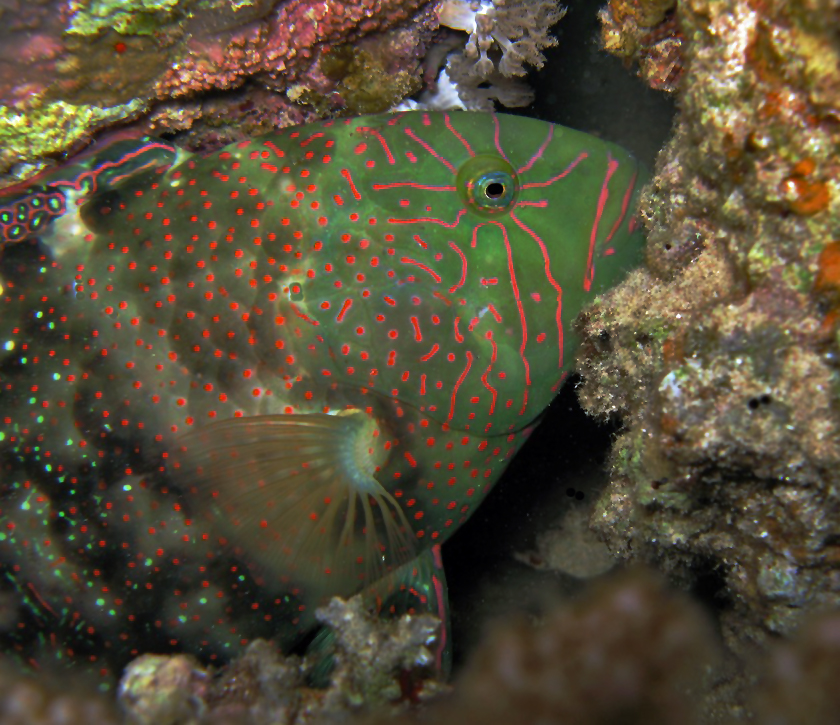 ภาพ ปลานกแก้วลายจุด (Calotomus viridescens)